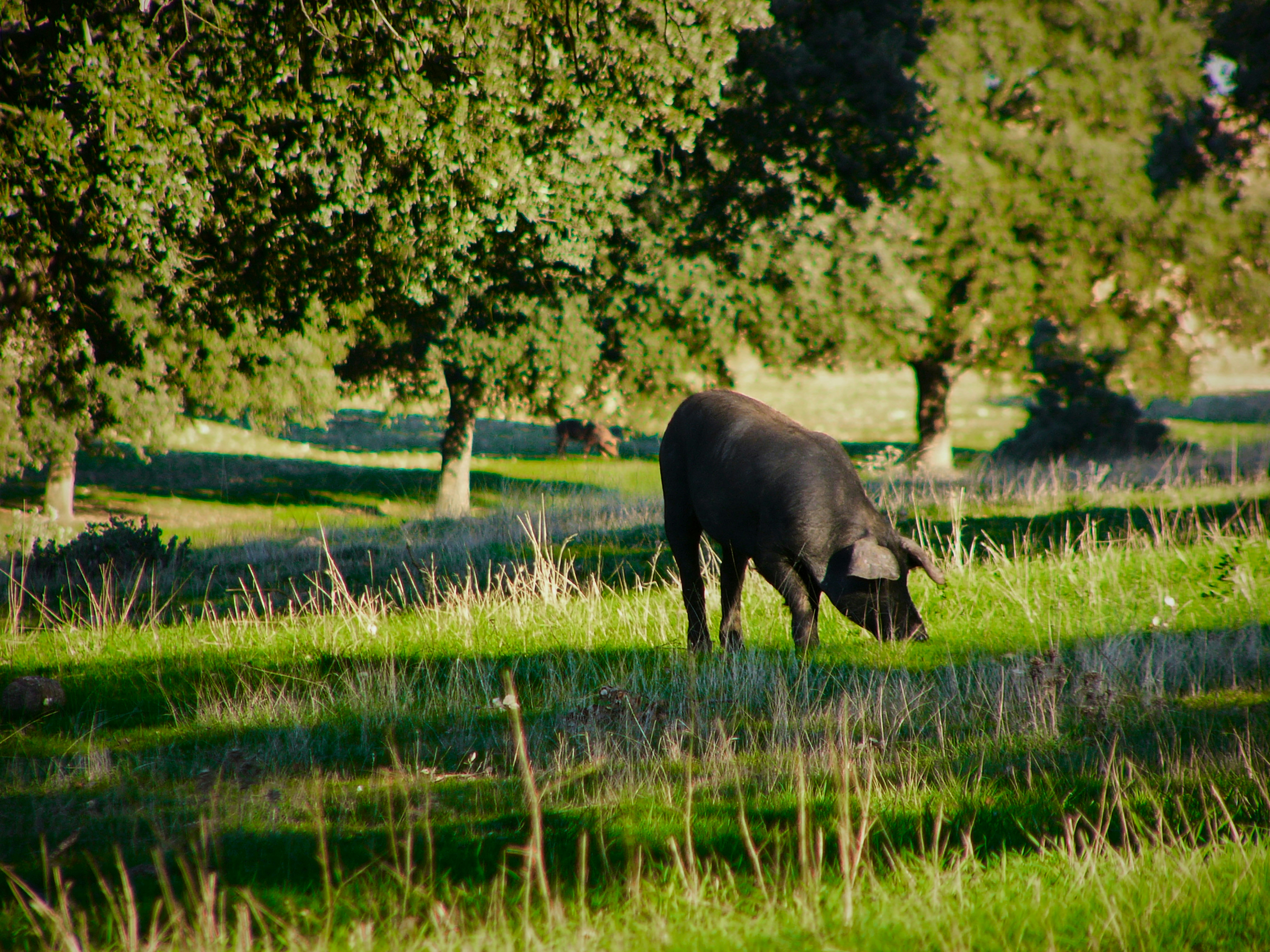 Iberian pig in a Dehesa